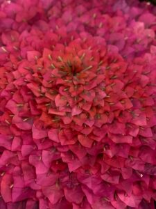 Bougainvillea petals arranged on water