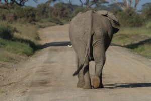 elephant on the road