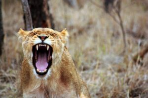 roaring lioness