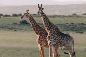 two giraffes